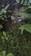 Image of Argiope catenulata (Doleschall 1859)