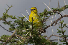 Image of White-bellied Canary