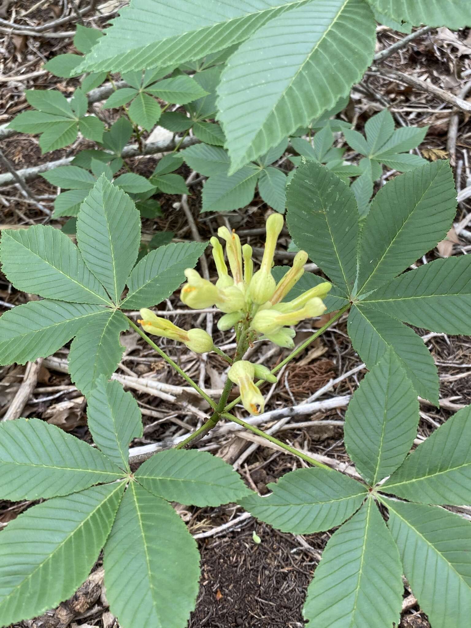 Imagem de Aesculus pavia var. flavescens (Sarg.) Correll