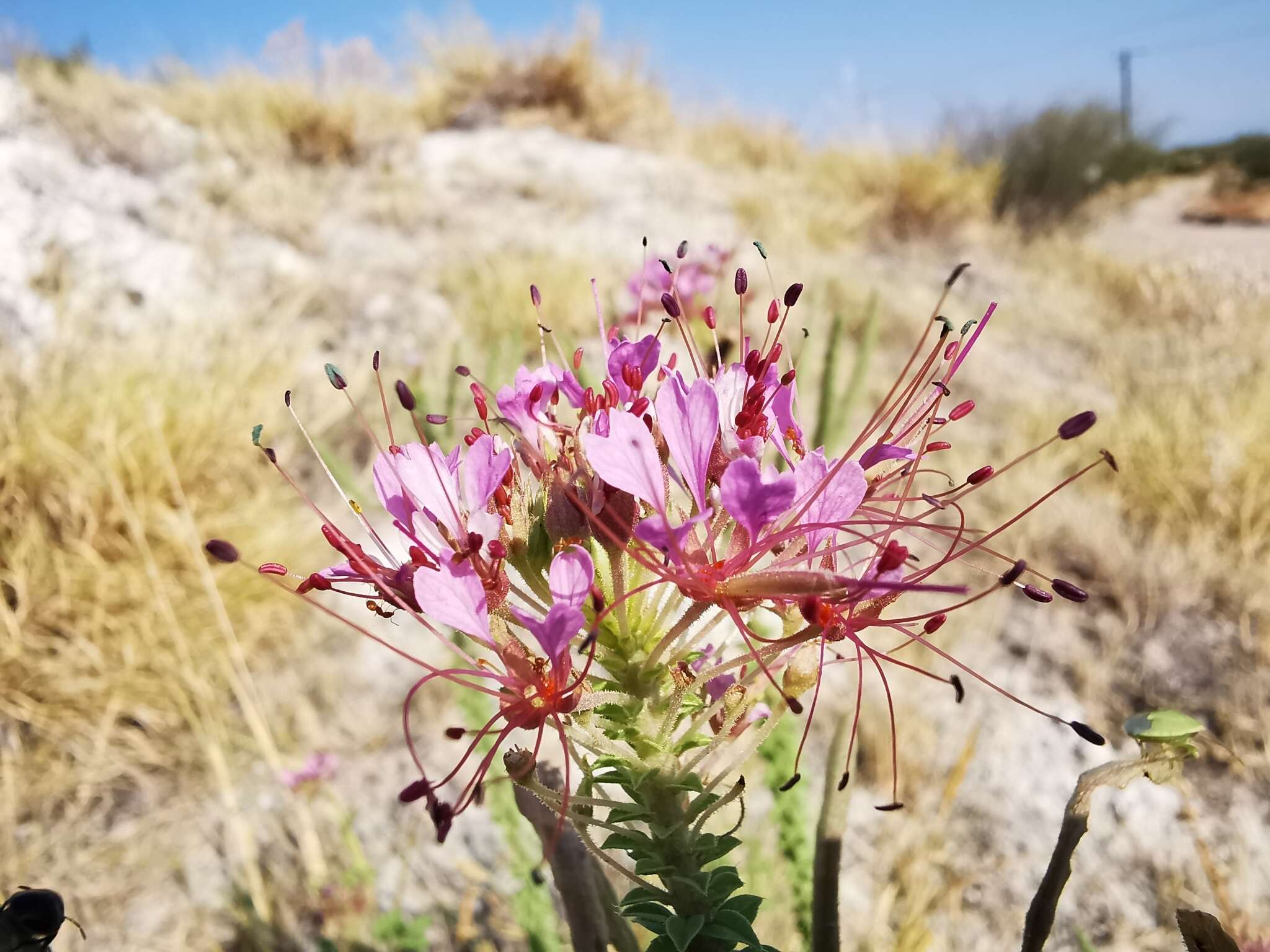 Imagem de Polanisia dodecandra subsp. riograndensis Iltis