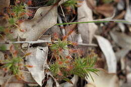 Image de Drosera scorpioides Planch.