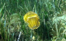 Image of Reaper cuttlefish