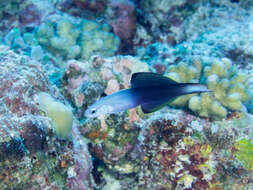 Image of Arrow dart-goby