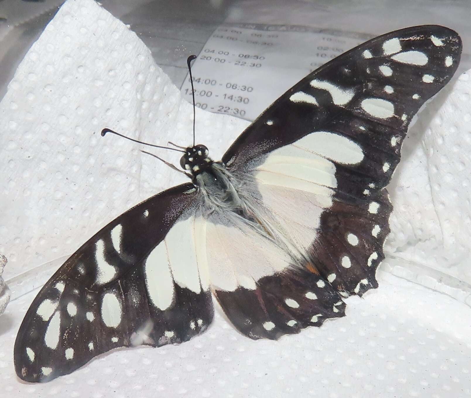 Image de <i>Graphium <i>angolanus</i></i> angolanus