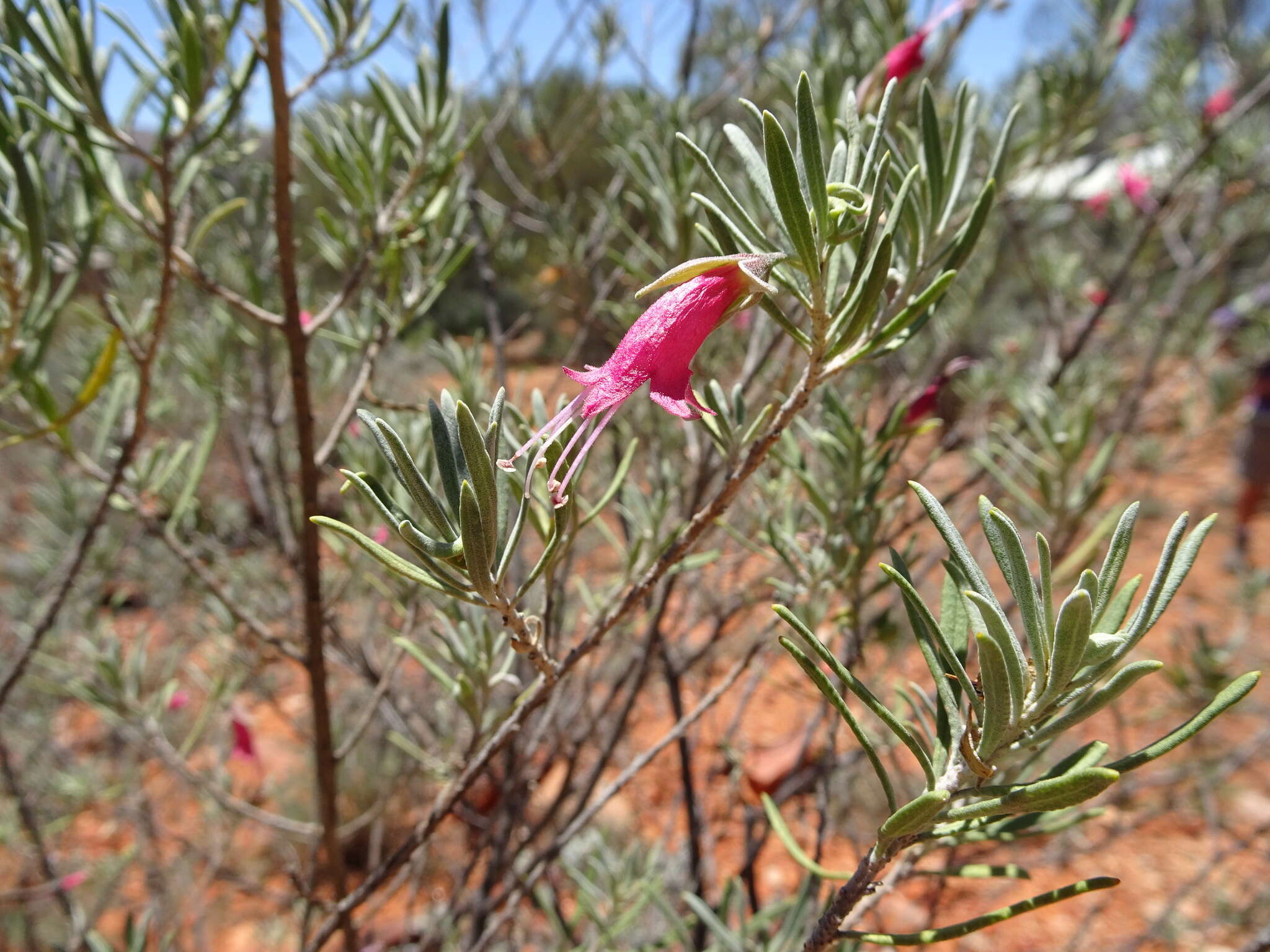 Eremophila latrobei F. Muell.的圖片