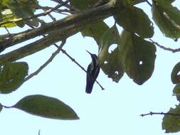 Image of Black-throated Mango