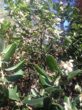 Image of woollyleaf manzanita