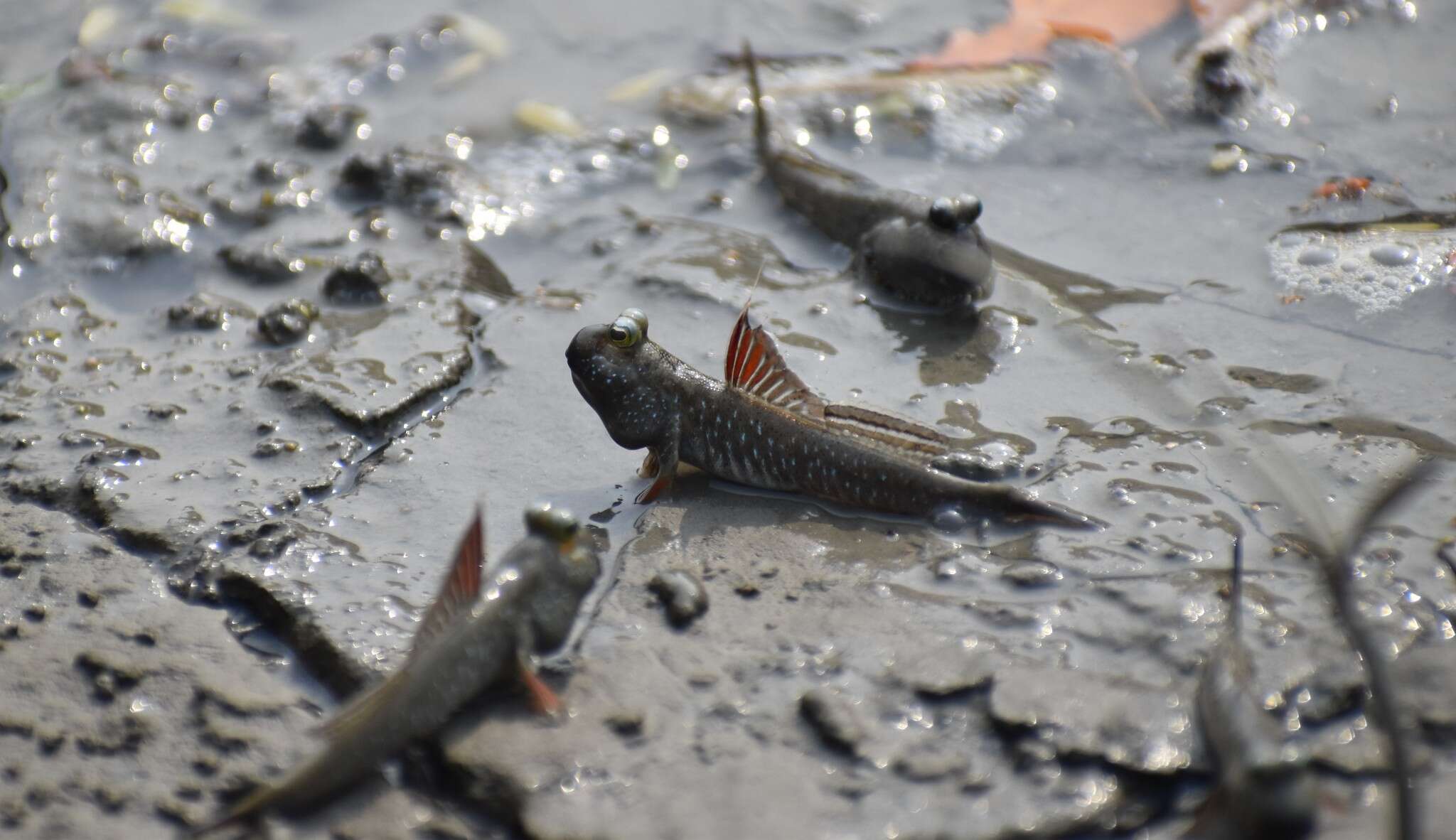 Image of Pearse's mudskipper