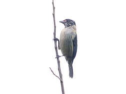 Image of Black-headed Tanager