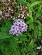 Image de Aster albescens (DC.) Wall. ex Hand.-Mazz.