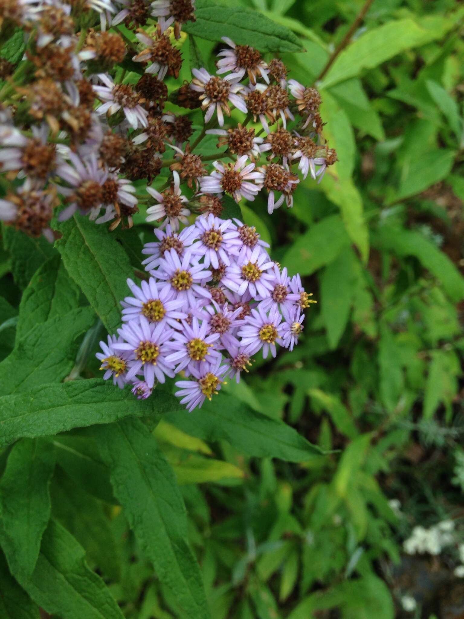 Image of Aster albescens (DC.) Wall. ex Hand.-Mazz.