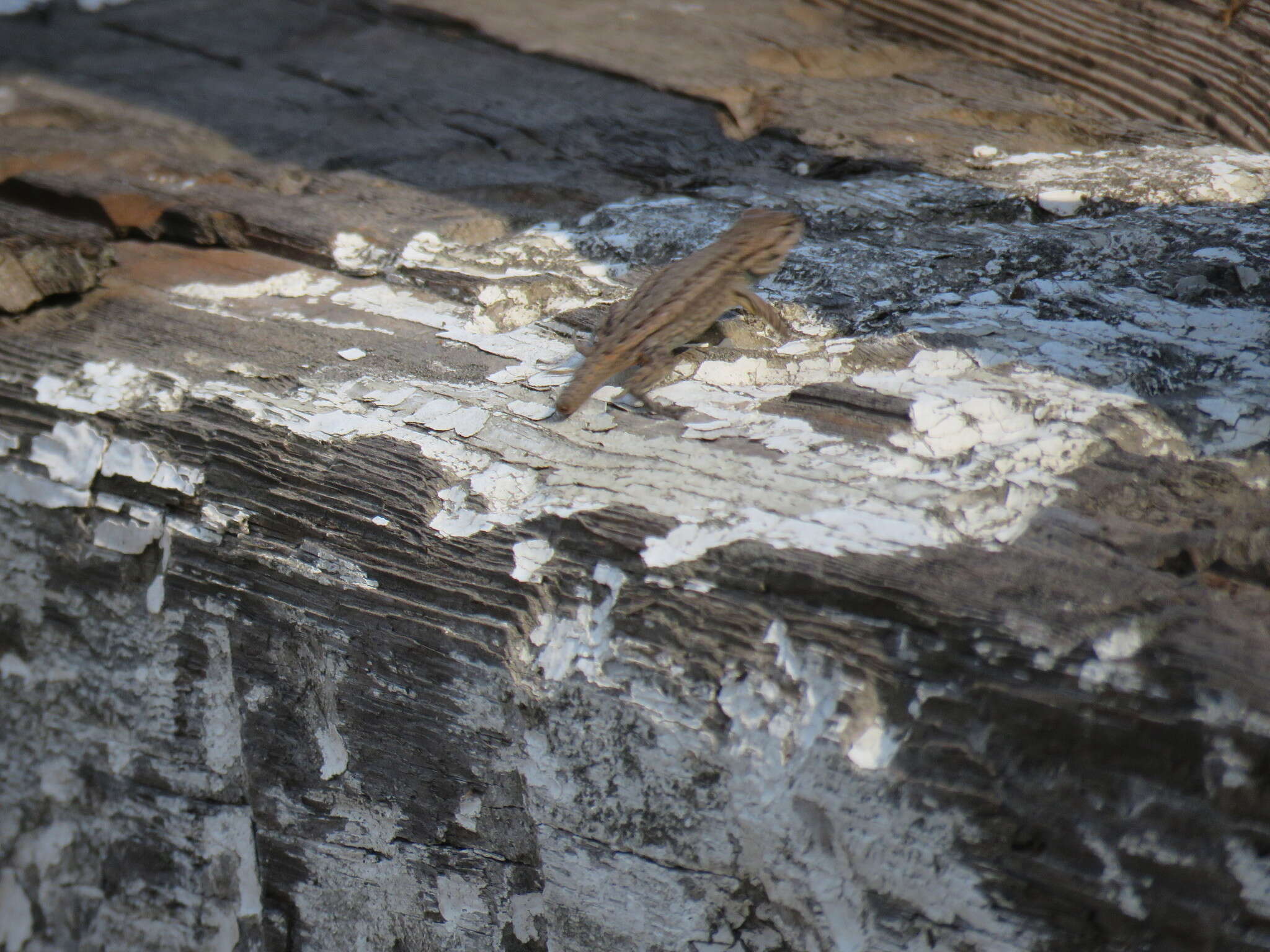 Image of Sceloporus becki Van Denburgh 1905