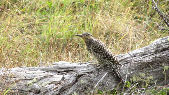 Image of Chilean Flicker