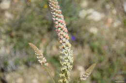 Image of Reseda suffruticosa Loefl.