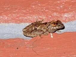 Image of Anil's Bush Frog