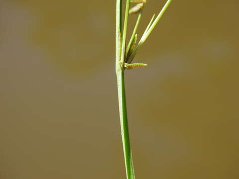 Image of Cyperus aquatilis R. Br.