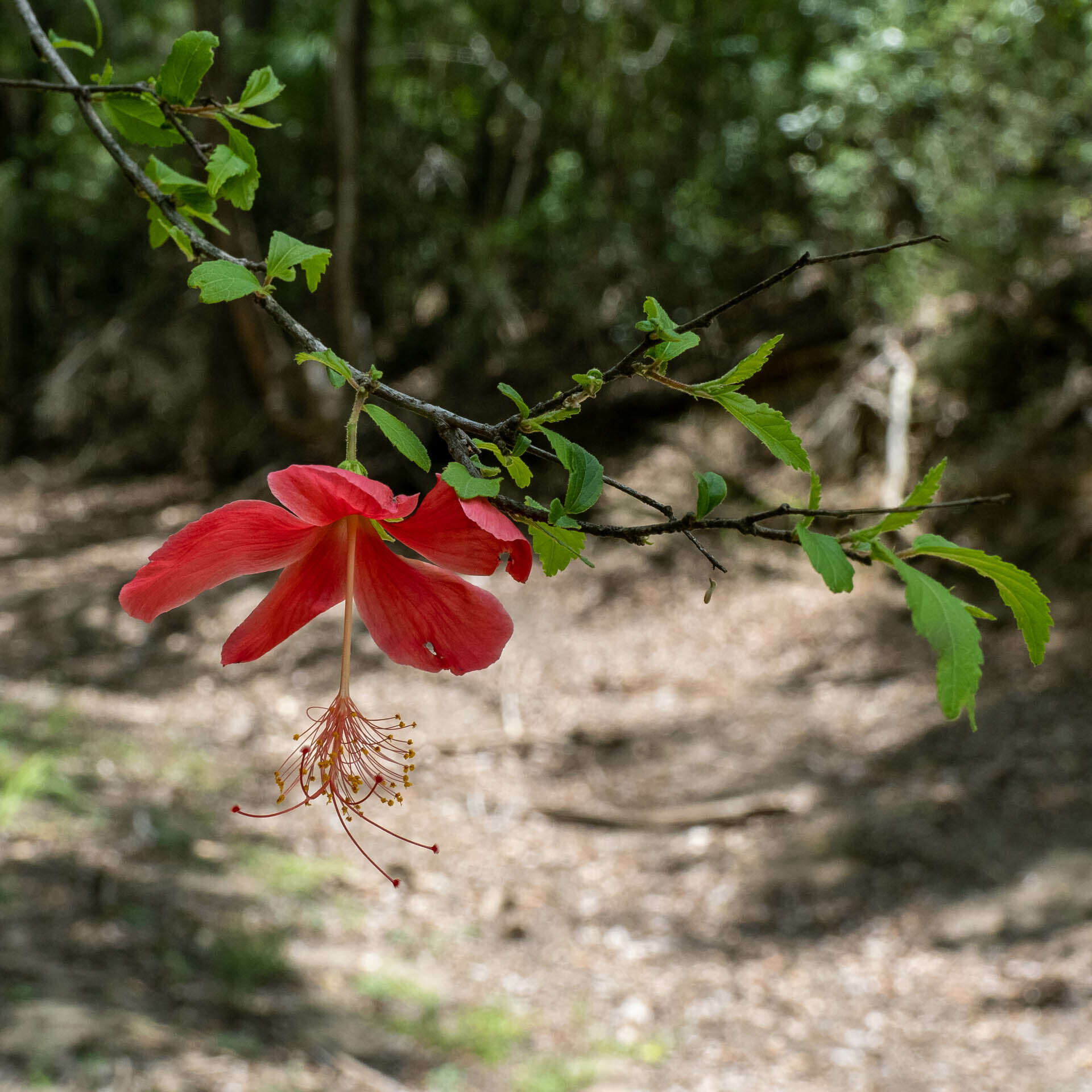 Sivun Hibiscus grandidieri Baill. kuva