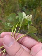 Image of Alchemilla glabricaulis H. Lindb.