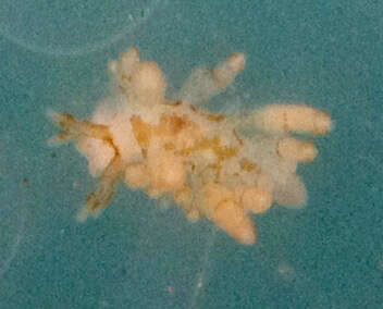 Image of Eubranchus rustyus (Er. Marcus 1961)