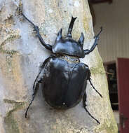 Image of Megasoma janus ramirezorum Silvestre & Arnaud 2002