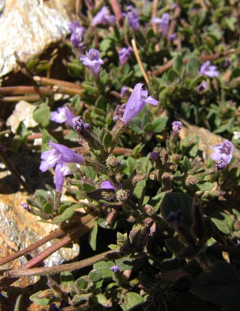 Image of Clinopodium alpinum subsp. meridionale (Nyman) Govaerts