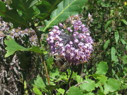 Image of Allium sacculiferum Maxim.