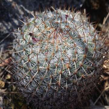 Image of Mammillaria haageana Pfeiff.