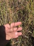 Image of bog yelloweyed grass