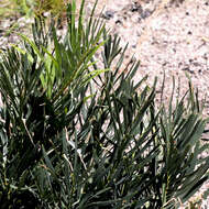 Macrozamia plurinervia (L. A. S. Johnson) D. L. Jones resmi