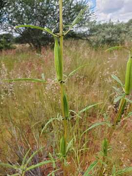 Image of Sesamum triphyllum var. triphyllum