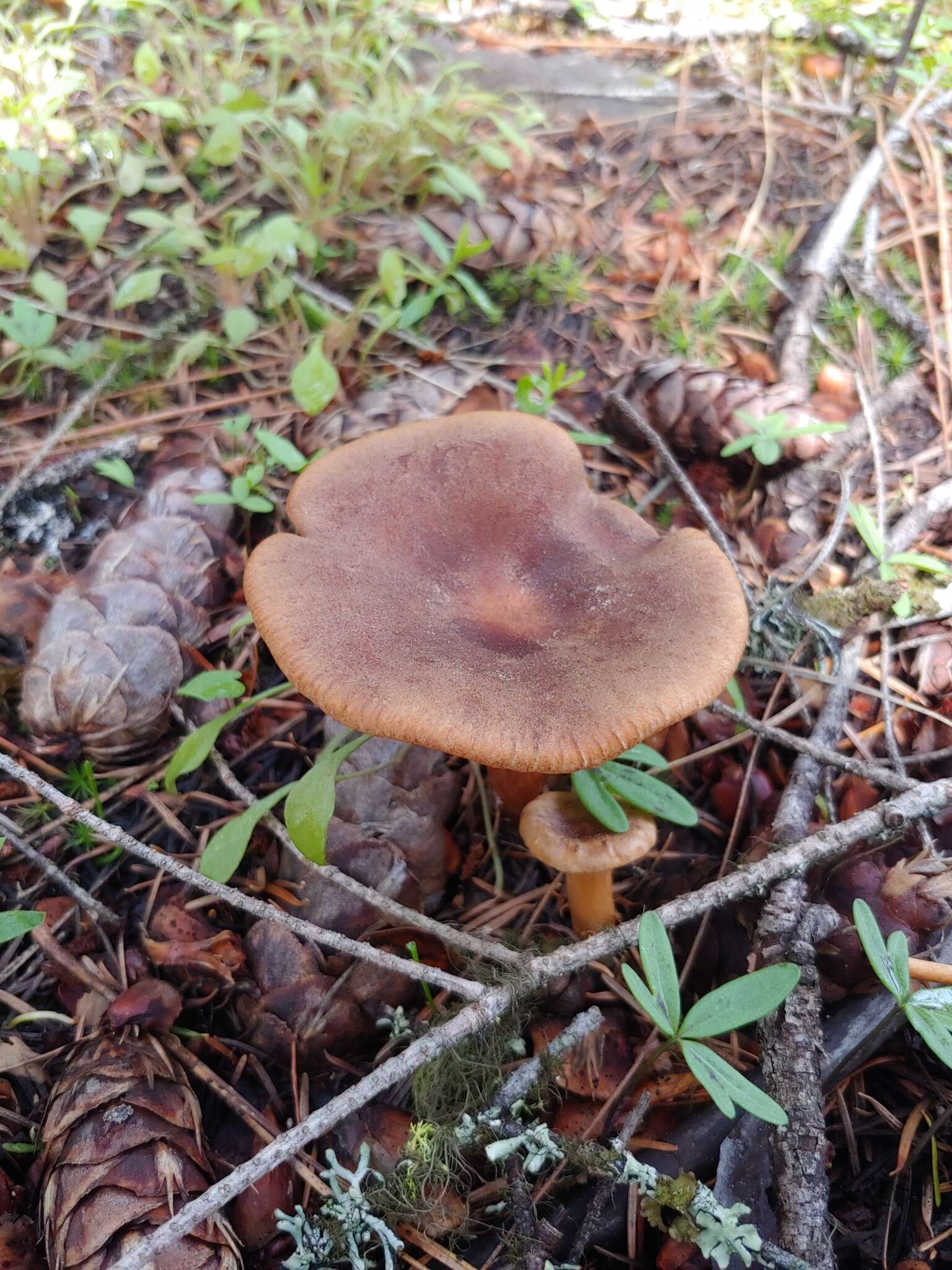 Image of Clitocybe squamulosa (Pers.) P. Kumm. 1871