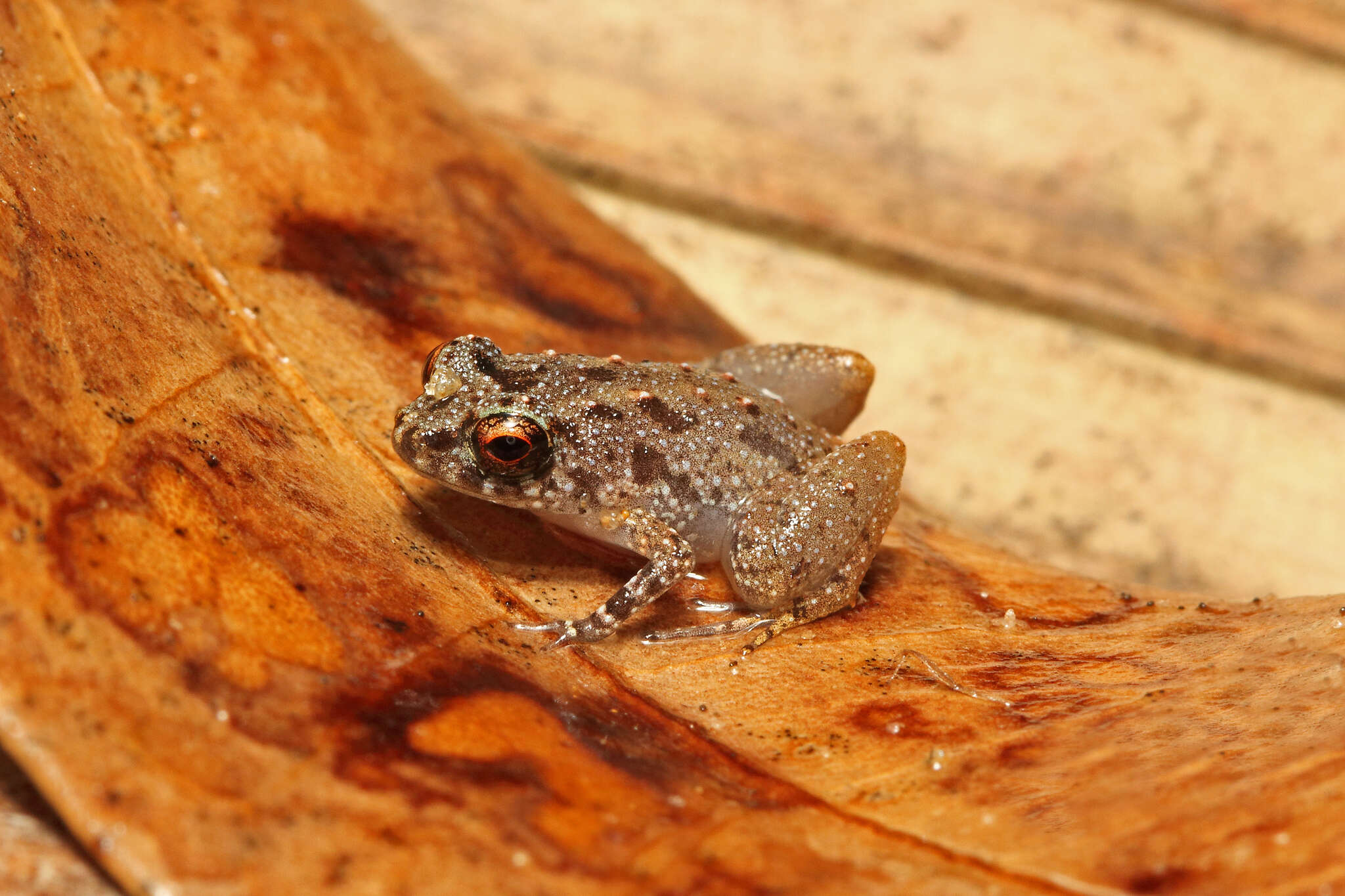 Image of Seychelles Frog