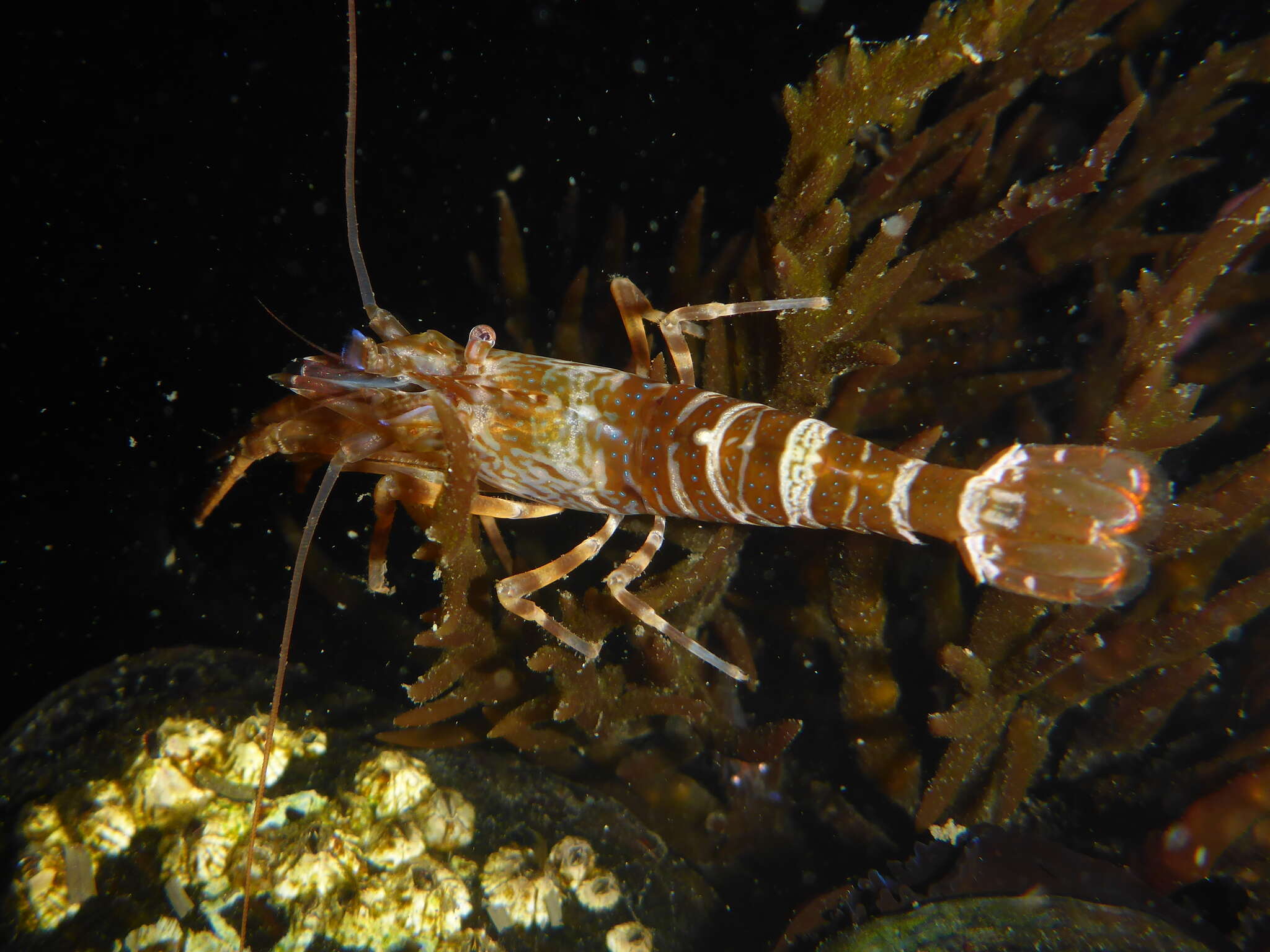 Image of intertidal coastal shrimp