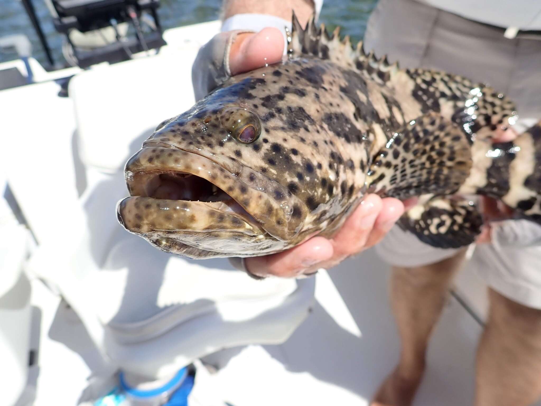 Image of Atlantic Goliath Grouper