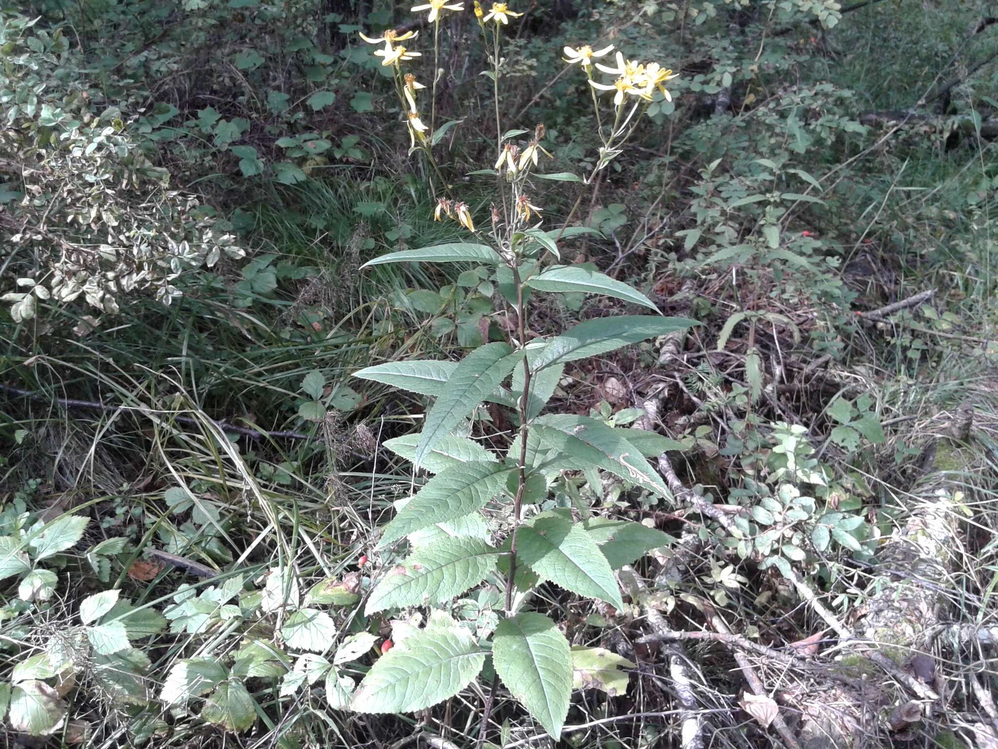 Imagem de Senecio nemorensis L.