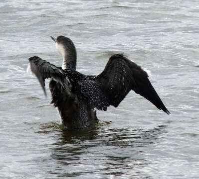 Image of Red-throated Diver