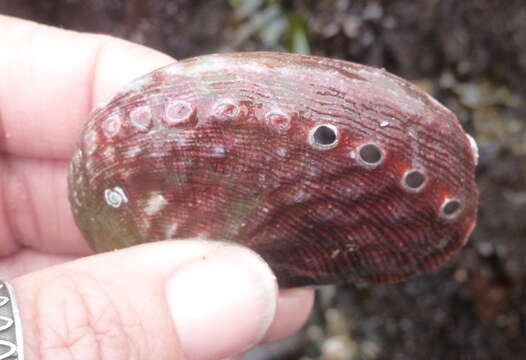 Image of red abalone