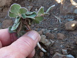 Image of Oxalis melanosticta var. melanosticta