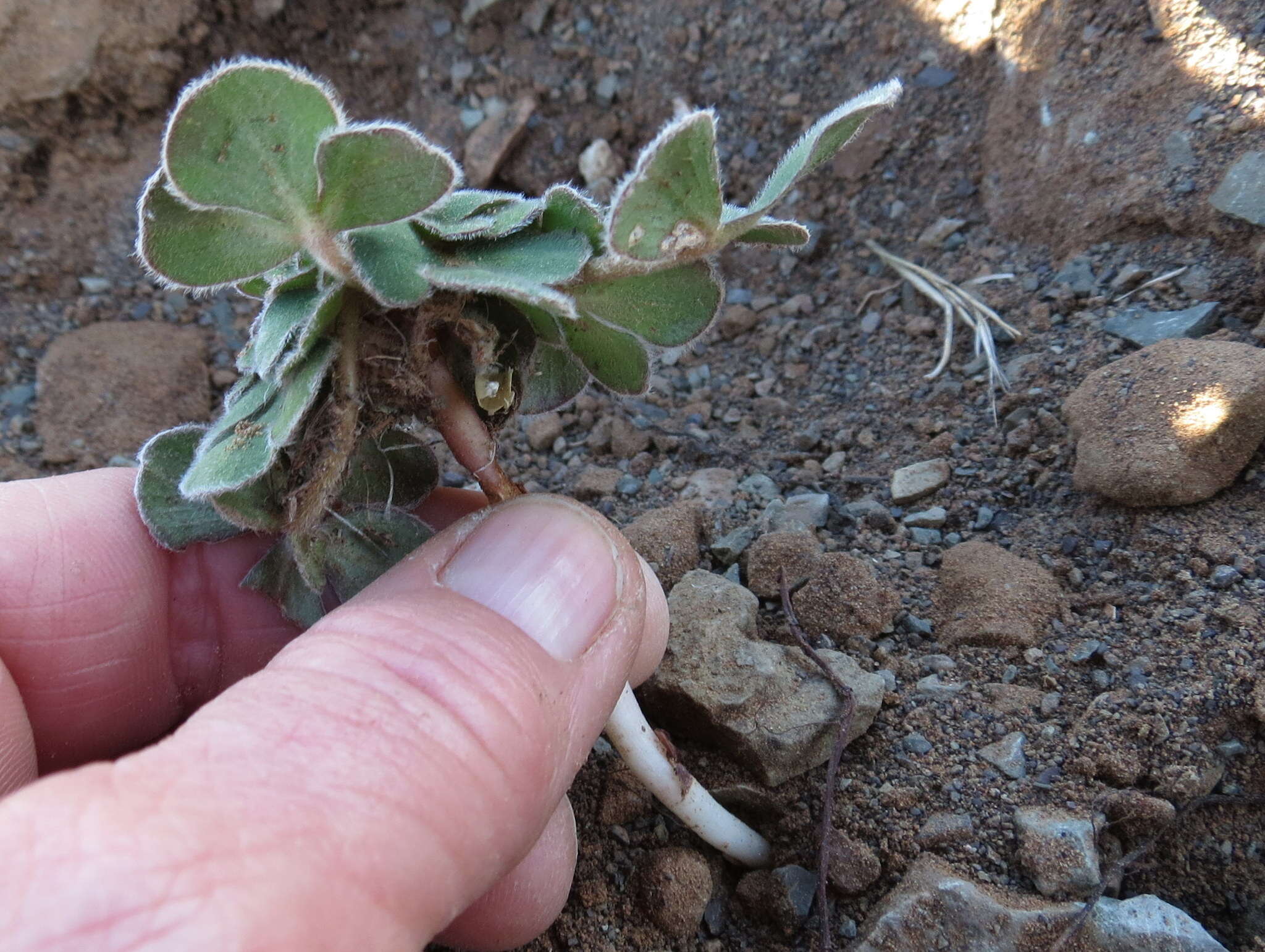 Image of Oxalis melanosticta var. melanosticta