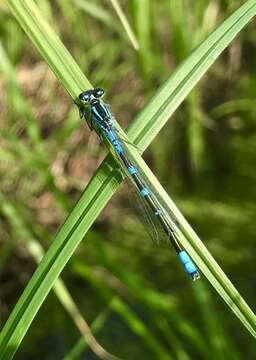 Plancia ëd Coenagrion lunulatum (Charpentier 1840)