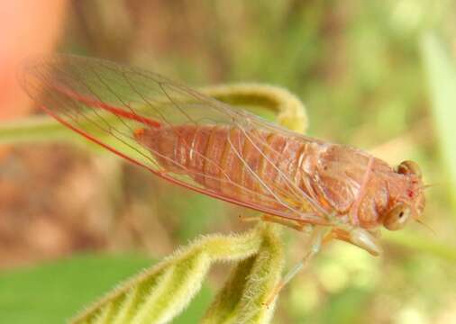 Taurella viridis (Ashton 1912)的圖片