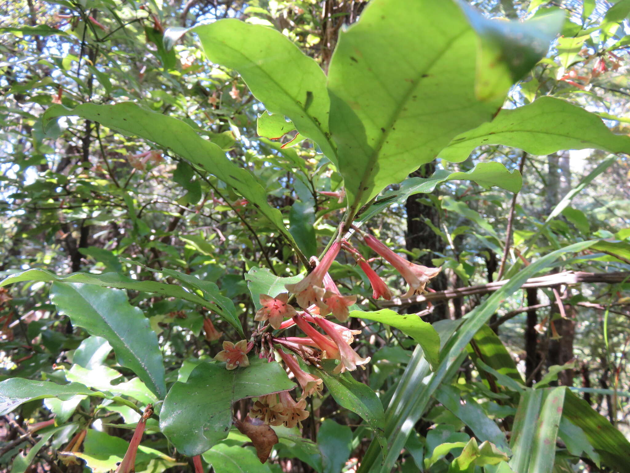 Image of Shrubby honeysuckle