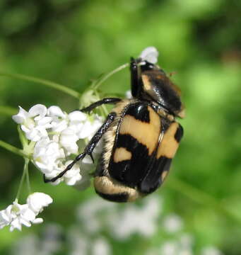 Imagem de Trichius orientalis Reitter 1894