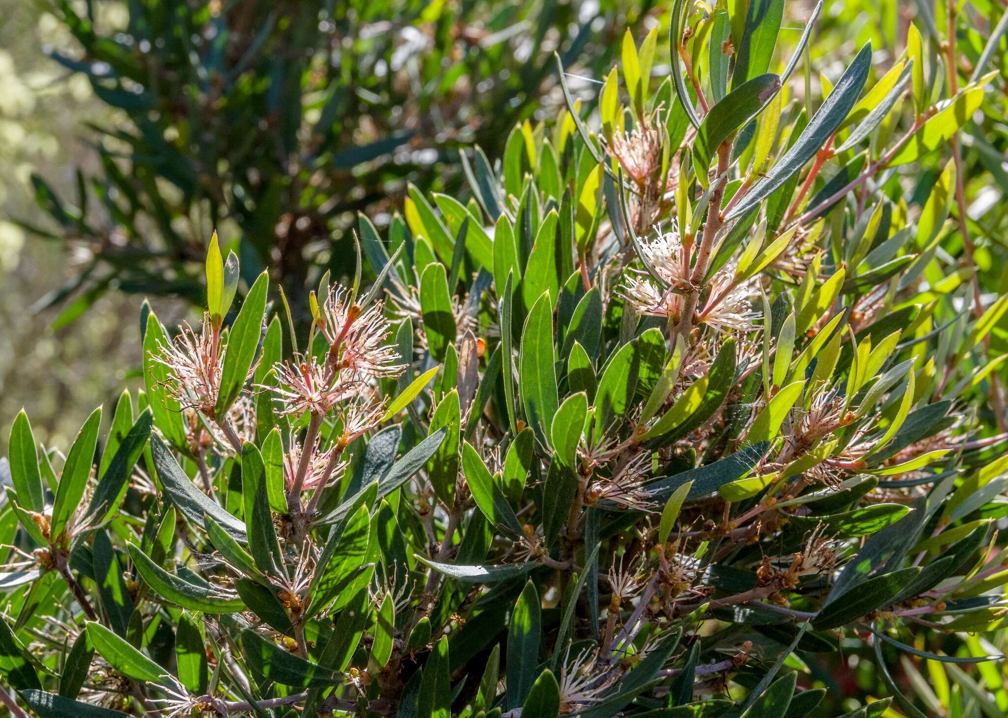 Image of Hakea oleifolia (Sm.) R. Br.