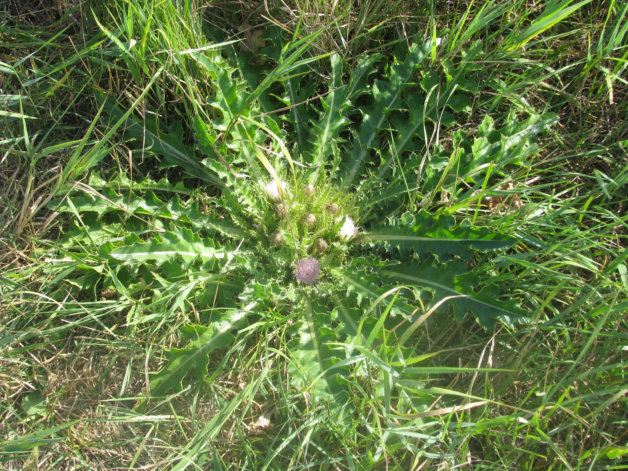 Plancia ëd Cirsium roseolum Z. S. Gorlacheva