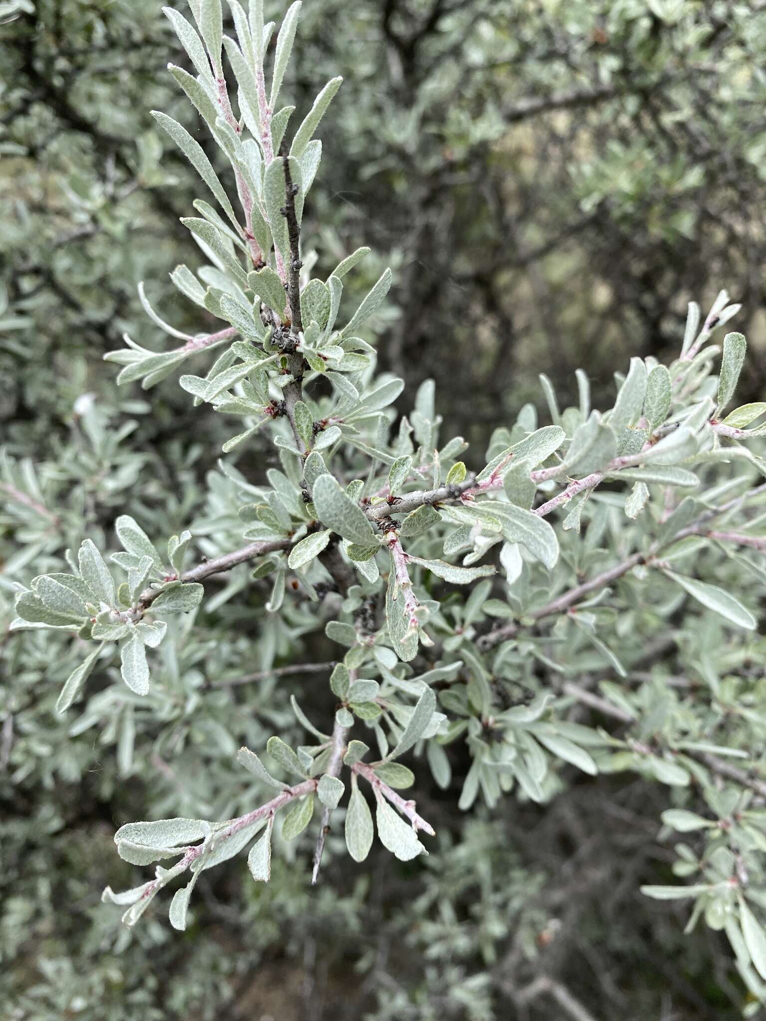 Imagem de Prunus argentea (Lam.) Rehd.