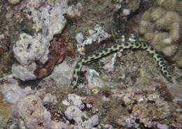 Image of Hawaiian spotted snake eel