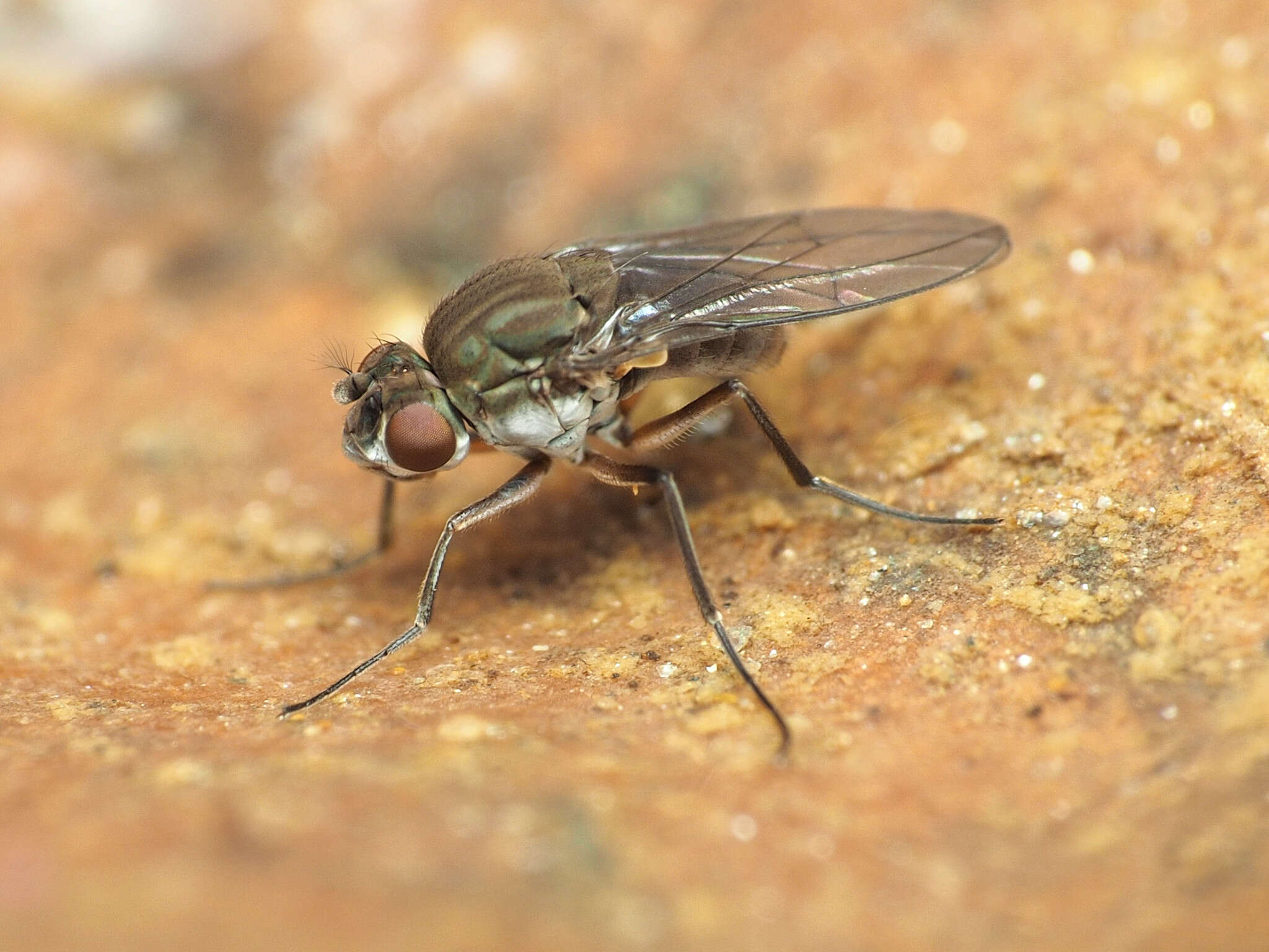 Image de Brachydeutera argentata (Walker 1853)