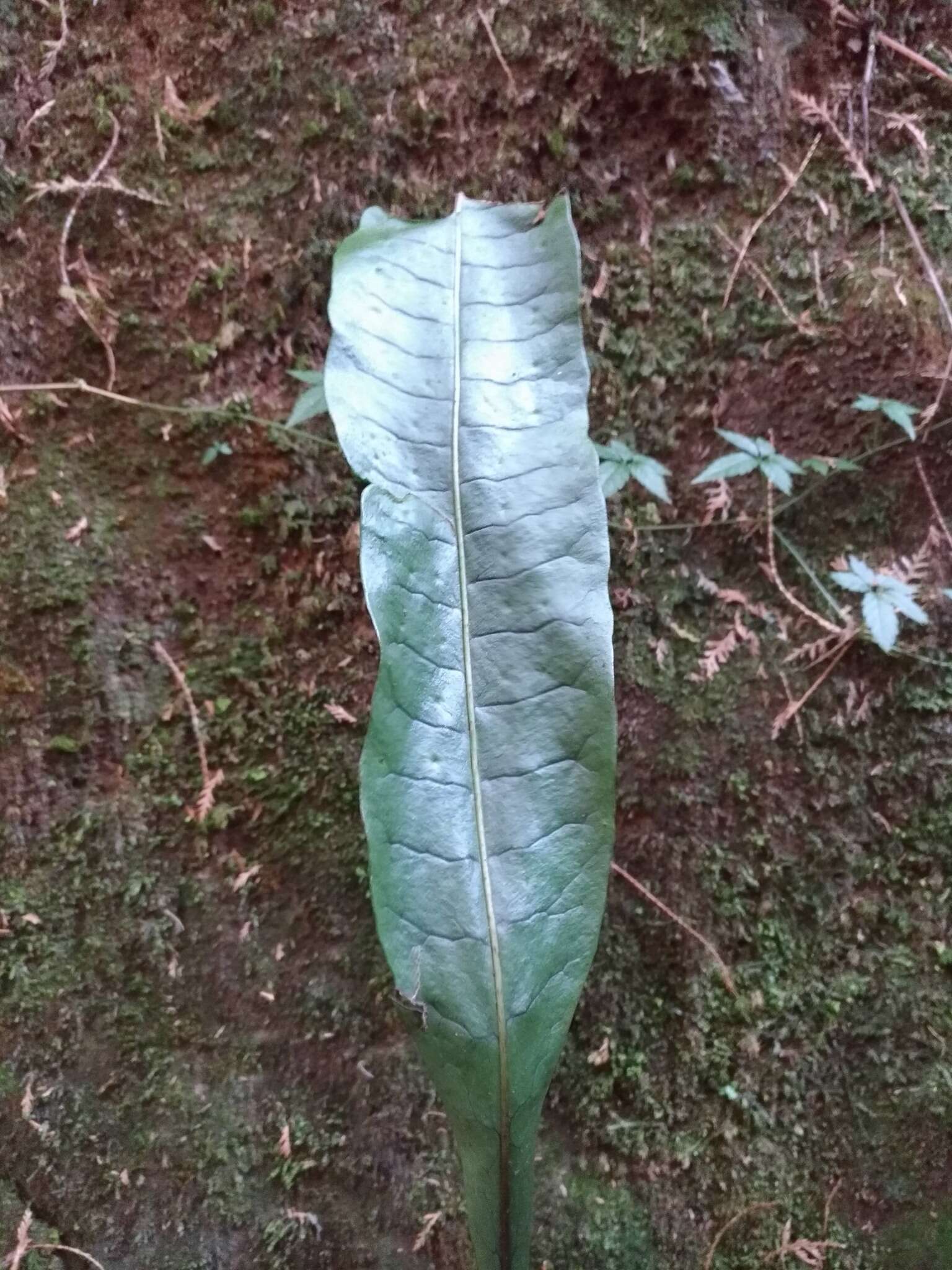 Image of Neocheiropteris ensata (Thunb.) Ching