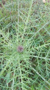 Image of Cynara humilis L.